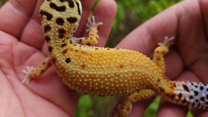Female Inferno Tangerine Bold Emerine Cross White & Yellow Leopard Gecko
