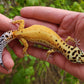 Female Inferno Tangerine Bold Emerine Cross White & Yellow Leopard Gecko