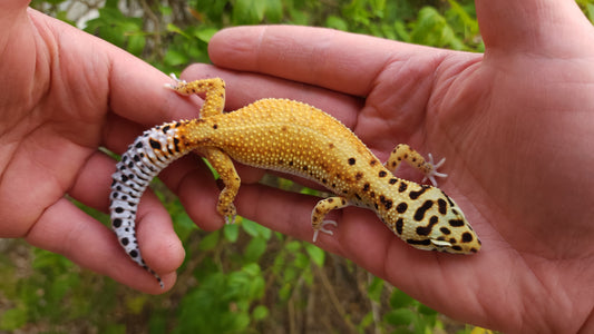 Female Inferno Tangerine Bold Emerine Cross White & Yellow Leopard Gecko