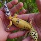 Female Blood Tangerine Bold Emerine Cross Leopard Gecko