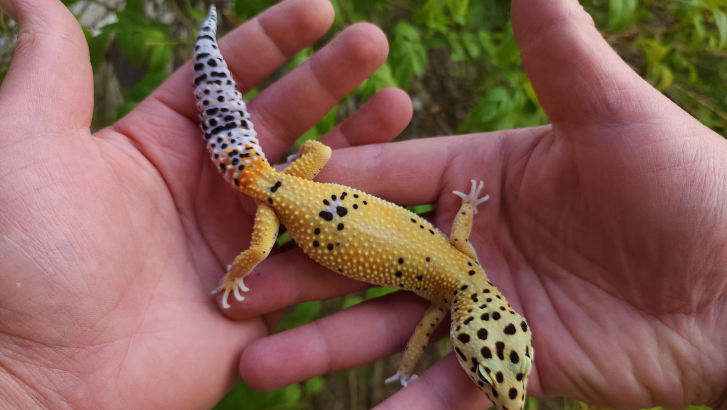 Female Blood Tangerine Bold Emerine Cross Leopard Gecko
