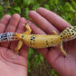 Female Blood Tangerine Bold Emerine Cross Leopard Gecko