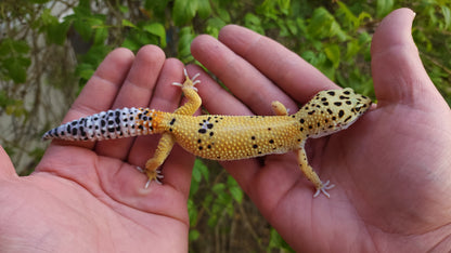 Female Blood Tangerine Bold Emerine Cross Leopard Gecko