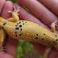 Female Blood Tangerine Bold Emerine Cross Leopard Gecko