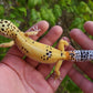 Female Blood Tangerine Bold Emerine Cross Leopard Gecko
