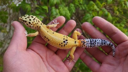 Female Blood Tangerine Bold Emerine Cross Leopard Gecko