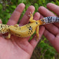 Female Blood Tangerine Bold Emerine Cross Leopard Gecko
