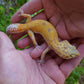 Female Inferno Tangerine Tremper Eclipse Leopard Gecko (Overbite & Small, Pet)