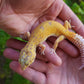 Female Inferno Tangerine Tremper Eclipse Leopard Gecko (Overbite & Small, Pet)