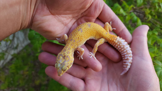 Female Inferno Tangerine Tremper Eclipse Leopard Gecko (Overbite & Small, Pet)
