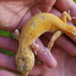 Female Inferno Tangerine Tremper Eclipse Leopard Gecko (Overbite & Small, Pet)