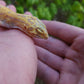Female Inferno Tangerine Tremper Eclipse Leopard Gecko (Overbite & Small, Pet)
