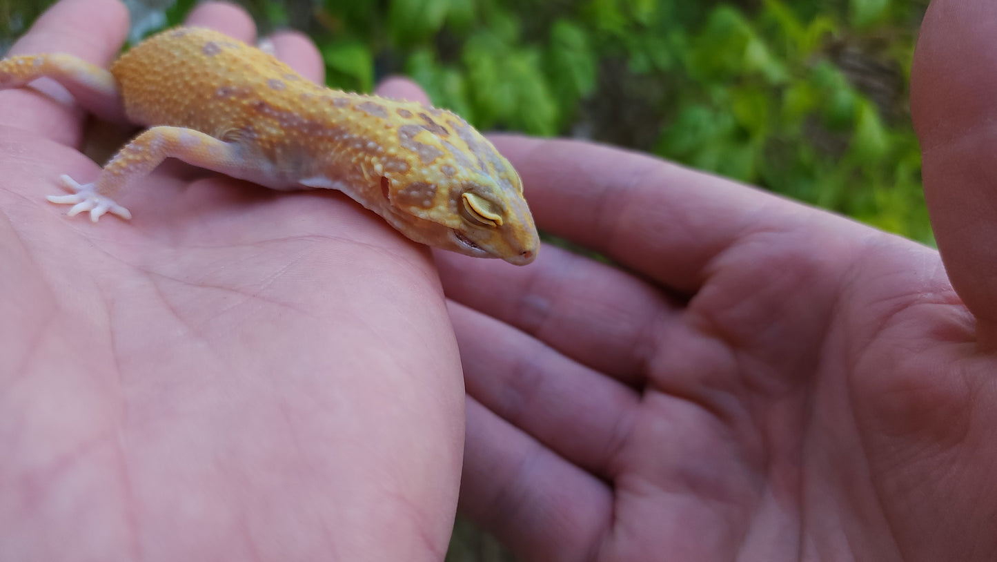 Female Inferno Tangerine Tremper Eclipse Leopard Gecko (Overbite & Small, Pet)