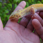 Female Inferno Tangerine Tremper Eclipse Leopard Gecko (Overbite & Small, Pet)