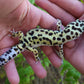 Male Hyper Xanthic Bold Emerine Leopard Gecko