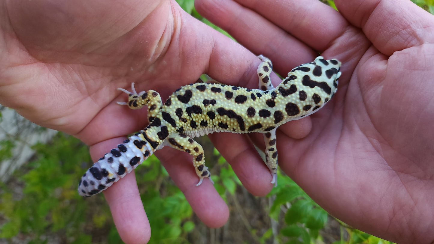 Male Hyper Xanthic Bold Emerine Leopard Gecko