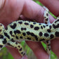 Male Hyper Xanthic Bold Emerine Leopard Gecko
