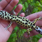 Male Hyper Xanthic Bold Emerine Leopard Gecko