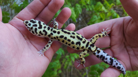 Male Hyper Xanthic Bold Emerine Leopard Gecko