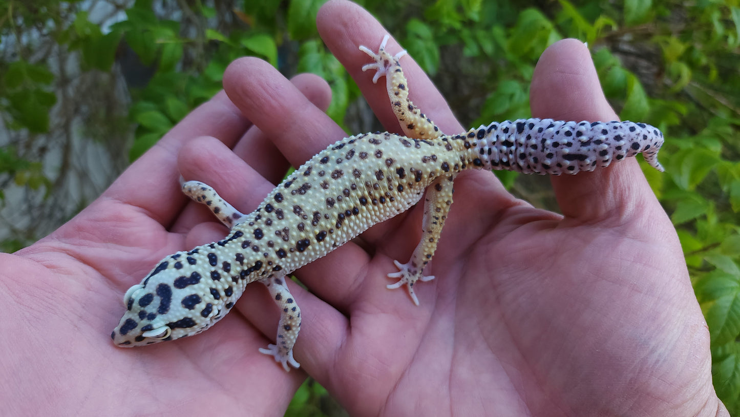 Female Hyper Xanthic Bold Emerine White & Yellow Leopard Gecko