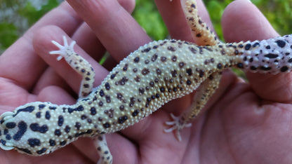 Female Hyper Xanthic Bold Emerine White & Yellow Leopard Gecko