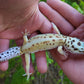 Female Hyper Xanthic Bold Emerine White & Yellow Leopard Gecko (Curly Tail & Small, Pet)