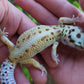 Female Hyper Xanthic Bold Emerine White & Yellow Leopard Gecko (Curly Tail & Small, Pet)