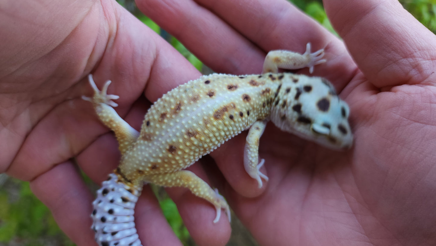 Female Hyper Xanthic Bold Emerine White & Yellow Leopard Gecko (Curly Tail & Small, Pet)