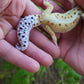 Female Hyper Xanthic Bold Emerine White & Yellow Leopard Gecko (Curly Tail & Small, Pet)