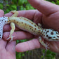 Female Hyper Xanthic Bold Emerine White & Yellow Leopard Gecko (Curly Tail & Small, Pet)