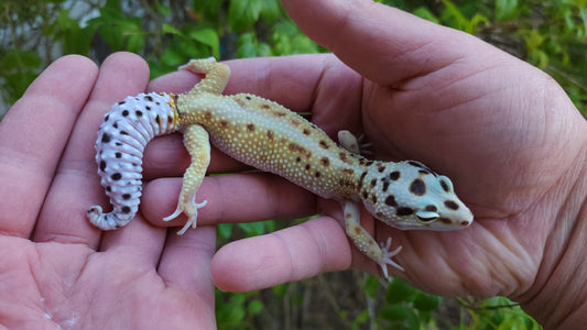 Female Hyper Xanthic Bold Emerine White & Yellow Leopard Gecko (Curly Tail & Small, Pet)