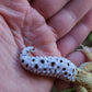Female Hyper Xanthic Bold Emerine White & Yellow Leopard Gecko (Curly Tail & Small, Pet)