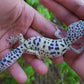 Female Fasciolatus Turcmenicus Macularius Leopard Gecko