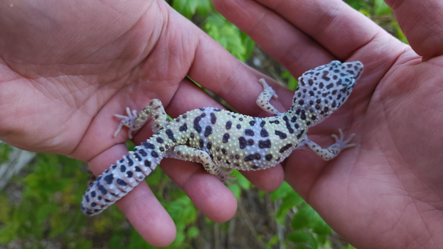 Female Fasciolatus Turcmenicus Macularius Leopard Gecko