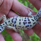 Female Fasciolatus Turcmenicus Macularius Leopard Gecko