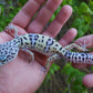 Female Fasciolatus Turcmenicus Macularius Leopard Gecko