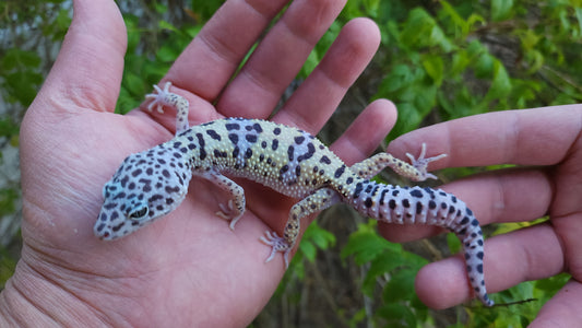 Female Fasciolatus Turcmenicus Macularius Leopard Gecko