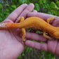 Male Mandarin Inferno Tangerine Cross Tremper Albino High Carrot Tail Leopard Gecko (Light Eye Crinkles)