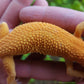 Male Mandarin Inferno Tangerine Cross Tremper Albino High Carrot Tail Leopard Gecko (Light Eye Crinkles)