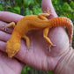 Male Mandarin Inferno Tangerine Cross Tremper Albino High Carrot Tail Leopard Gecko (Light Eye Crinkles)