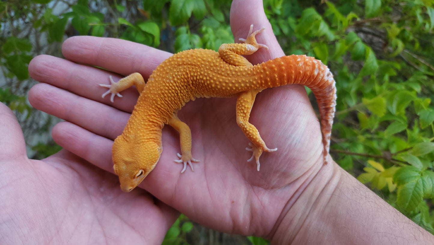 Male Mandarin Inferno Tangerine Cross Tremper Albino High Carrot Tail Leopard Gecko (Light Eye Crinkles)