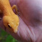 Male Mandarin Inferno Tangerine Cross Tremper Albino High Carrot Tail Leopard Gecko (Light Eye Crinkles)
