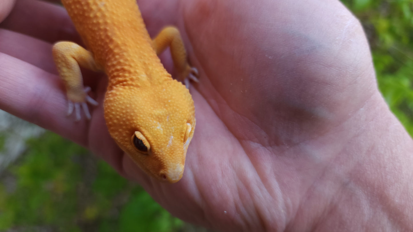 Male Mandarin Inferno Tangerine Cross Tremper Albino High Carrot Tail Leopard Gecko (Light Eye Crinkles)