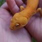 Male Mandarin Inferno Tangerine Cross Tremper Albino High Carrot Tail Leopard Gecko (Light Eye Crinkles)