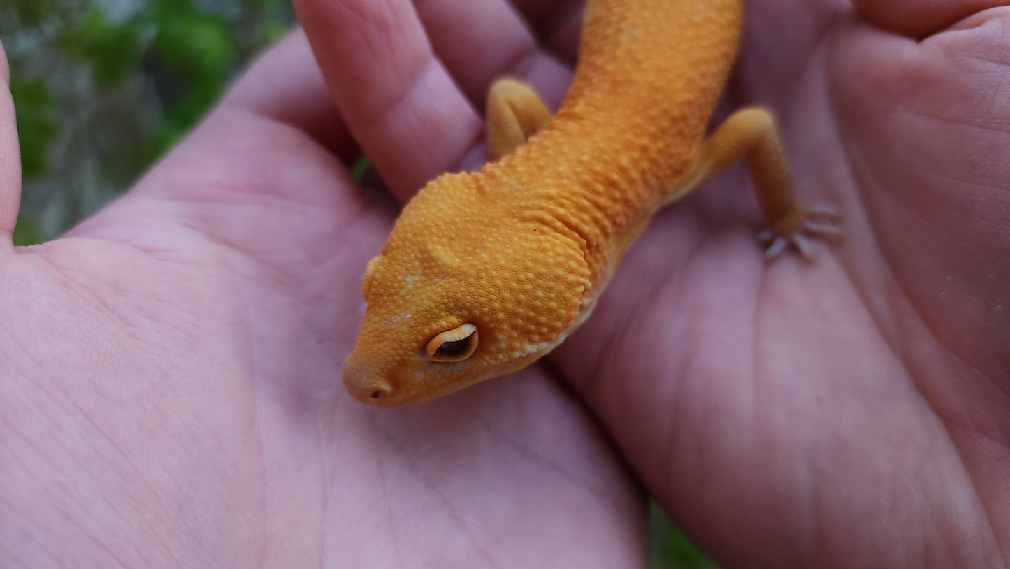 Male Mandarin Inferno Tangerine Cross Tremper Albino High Carrot Tail Leopard Gecko (Light Eye Crinkles)