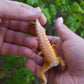 Male Mandarin Inferno Tangerine Cross Tremper Albino High Carrot Tail Leopard Gecko (Light Eye Crinkles)