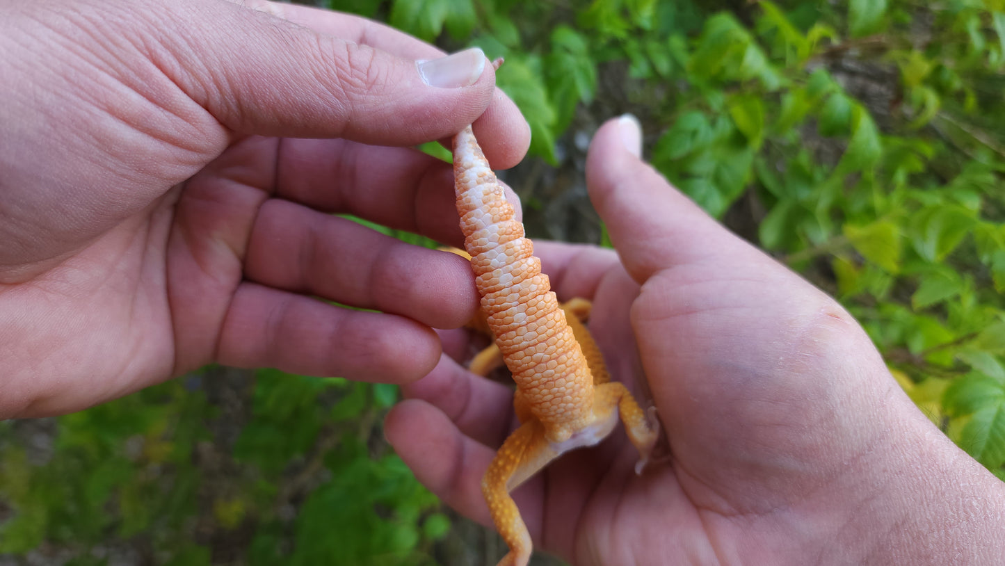 Male Mandarin Inferno Tangerine Cross Tremper Albino High Carrot Tail Leopard Gecko (Light Eye Crinkles)