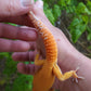 Male Mandarin Inferno Tangerine Cross Tremper Albino High Carrot Tail Leopard Gecko (Light Eye Crinkles)