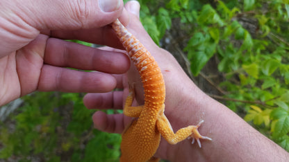 Male Mandarin Inferno Tangerine Cross Tremper Albino High Carrot Tail Leopard Gecko (Light Eye Crinkles)