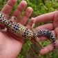 Female Bold White & Yellow Leopard Gecko